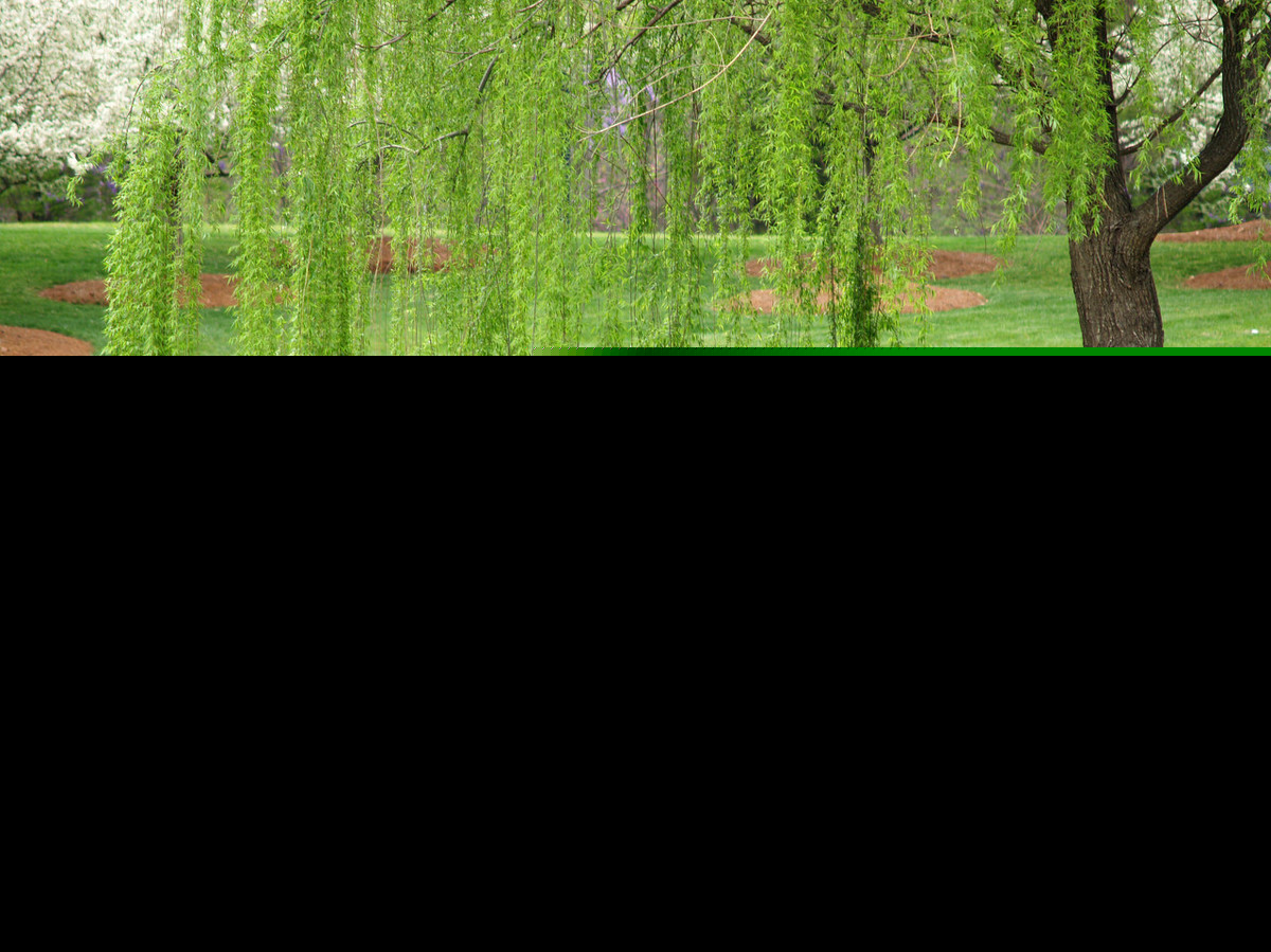 杨柳枝词白居易译文（关于杨柳枝词全文鉴赏）