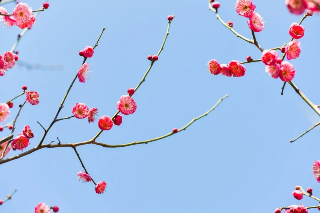 梅花诗句唯美句子（美人梅的优美诗句）