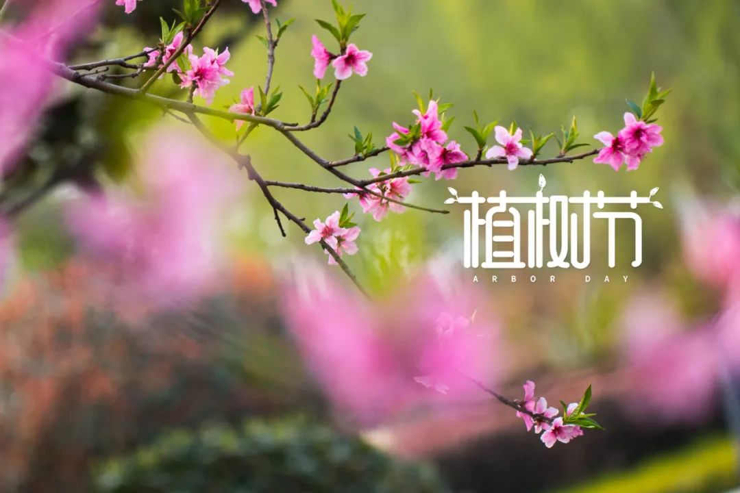 植树节的诗歌简短（关于植树节的佳句）