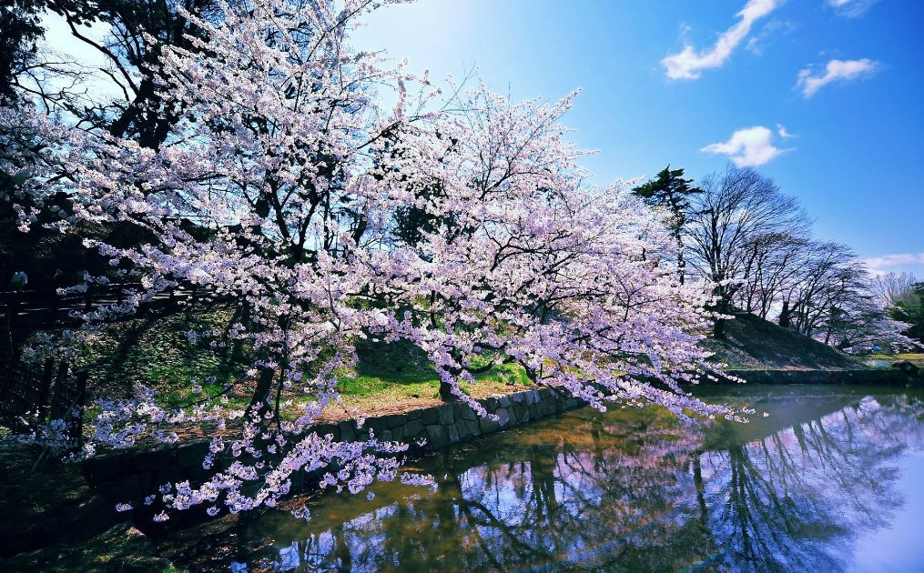 古风描写樱花的唯美句子（赞美樱花之美的唯美诗句）