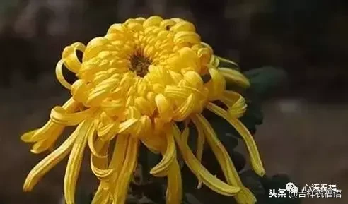 想念天堂父母短句（想念天堂的亲人的句子）