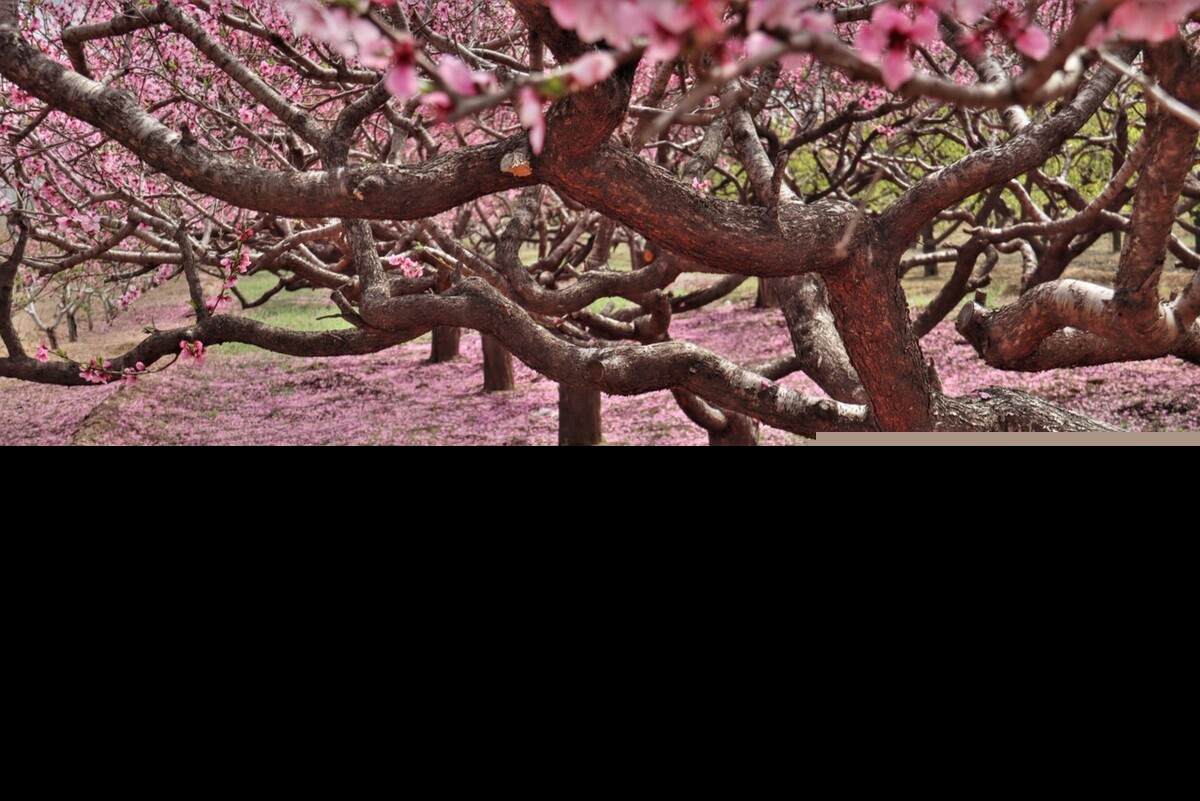 形容花开花落禅意诗（禅语花开花落的句子）