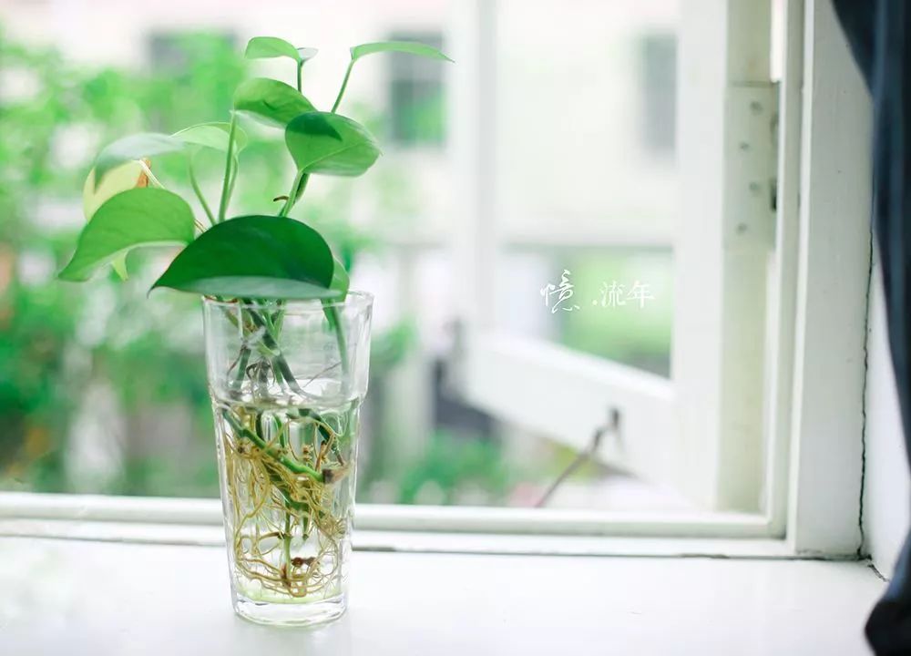 热爱生命的诗歌朗诵（关于热爱生命的小诗)