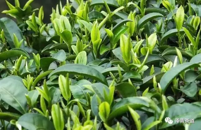 春茶的诗句唯美（三月春茶美好句子）