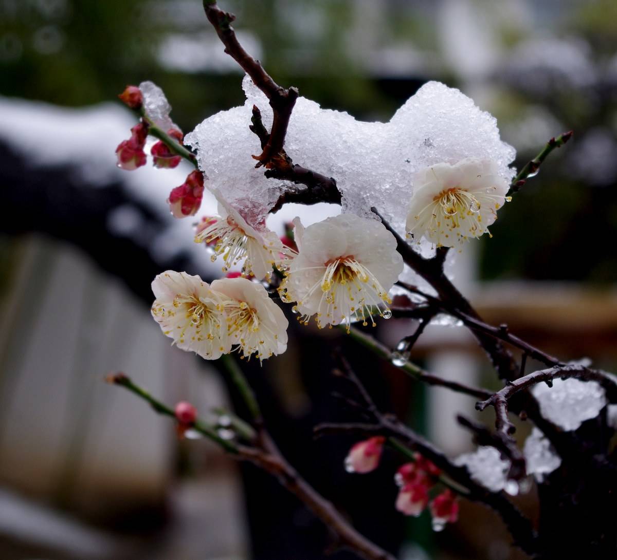 梅花的品质和精神（两首梅花的古诗解析）