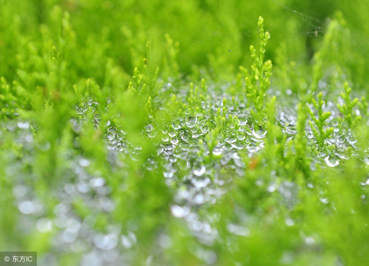 初春小雨古诗译文（初春小雨全文解析）