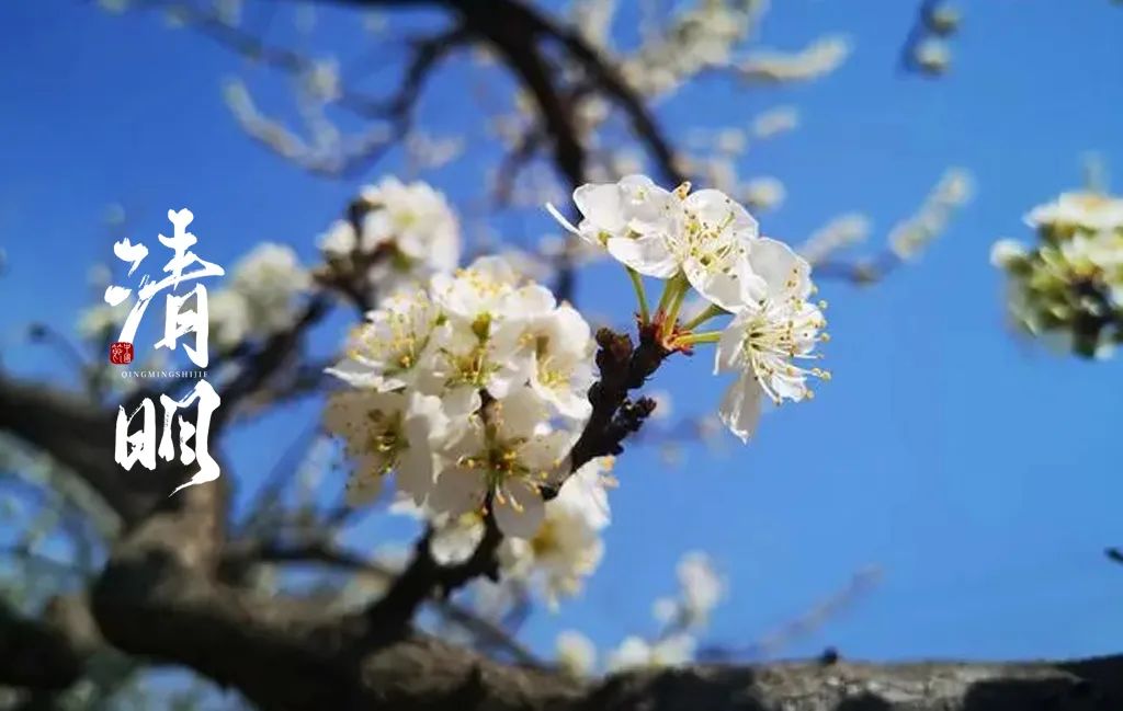 关于清明节的诗句古诗（清明祭奠的诗句）