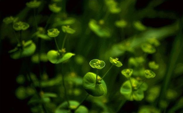 关于草的诗句古诗（形容野草的诗句）