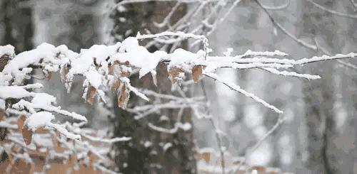 关于描写雪的诗句有哪些（描写雪的优美诗句）