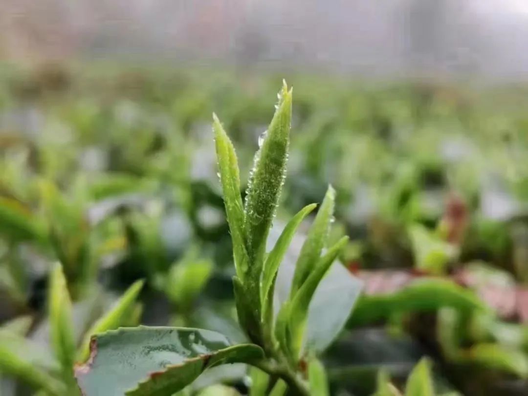 春茶的诗句唯美（三月春茶美好句子）