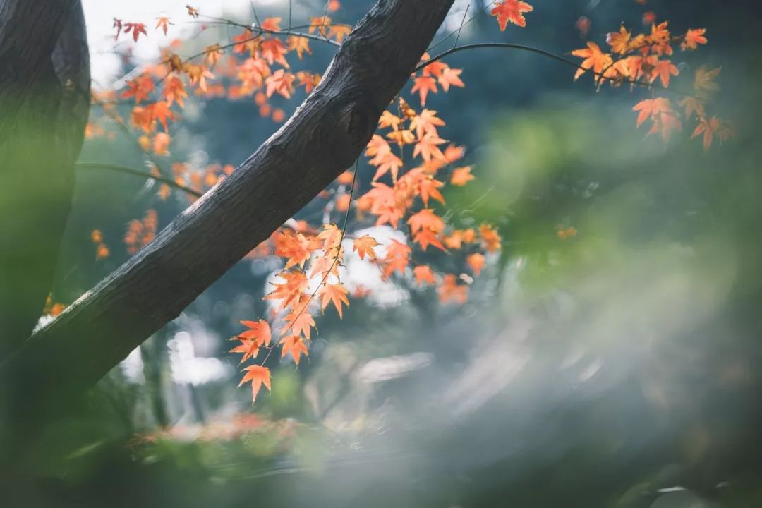 赞美秋天的诗句古诗（赞美秋天的唯美句子）