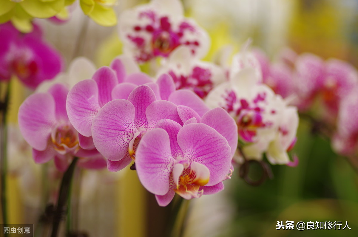 关于离思元稹古诗（离思元稹全文鉴赏）