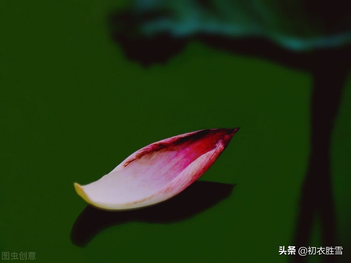形容荷花的句子有哪些（一句赞美荷花的话）