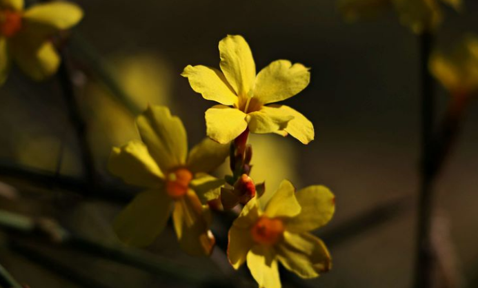 关于迎春花的诗句有哪些（迎春花诗句五言绝句）
