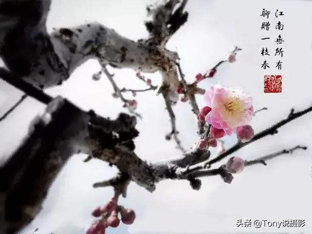 苏轼赤壁怀古原文（念奴娇赤壁怀古全词赏析）