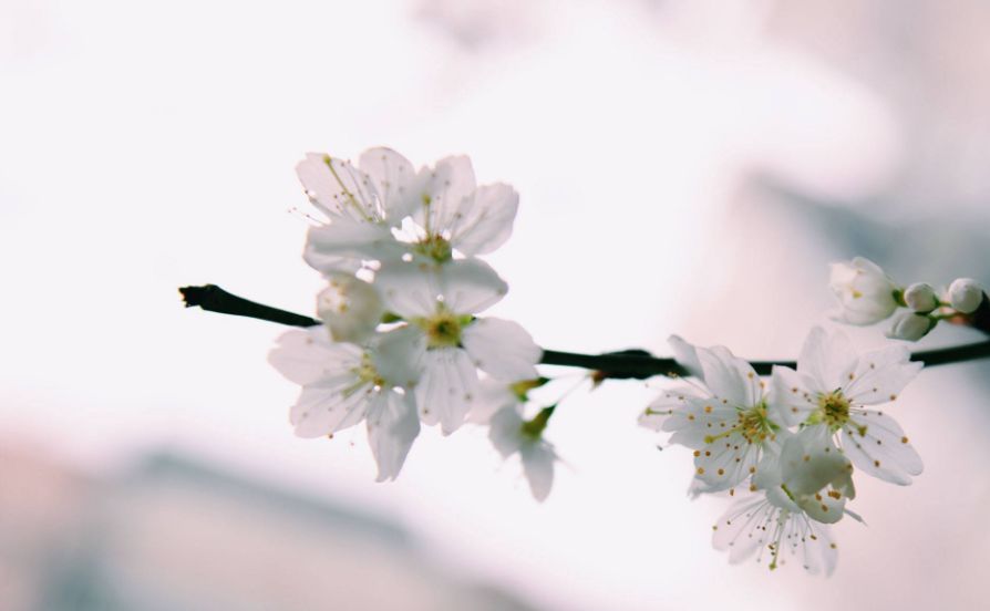 梅花的古诗有哪些（10首关于梅花的古诗词）