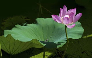 小池杨万里的诗意（古诗小池的诗意画面）