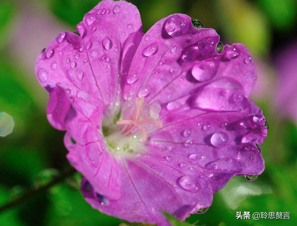 祝福生日的诗句经典语录（有关生日祝福的诗句古诗词）