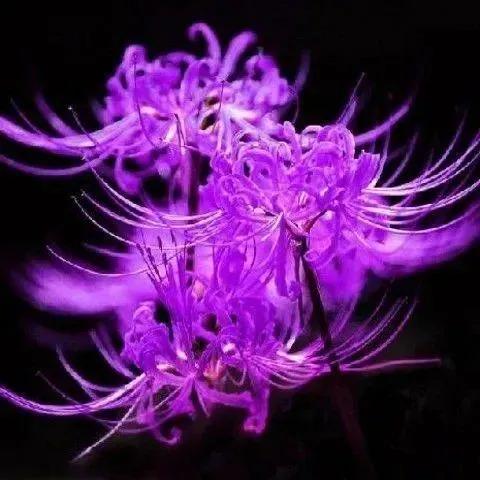 彼岸花的诗词名句（关于彼岸花的爱情句子）