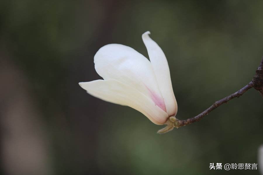 玉兰花诗句经典句子（玉兰花诗句大全）