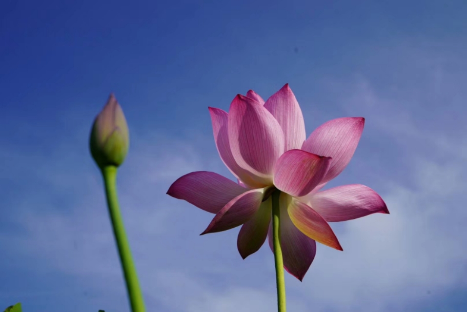 相爱又不能在一起的句子（互相喜欢因现实不能在一起的诗句）