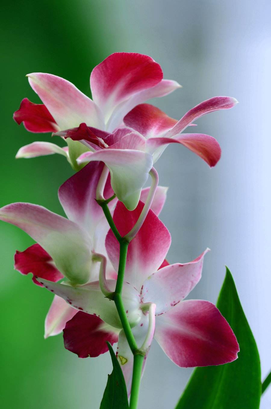 描写兰花最著名的诗句励志（兰花品格的励志诗句）