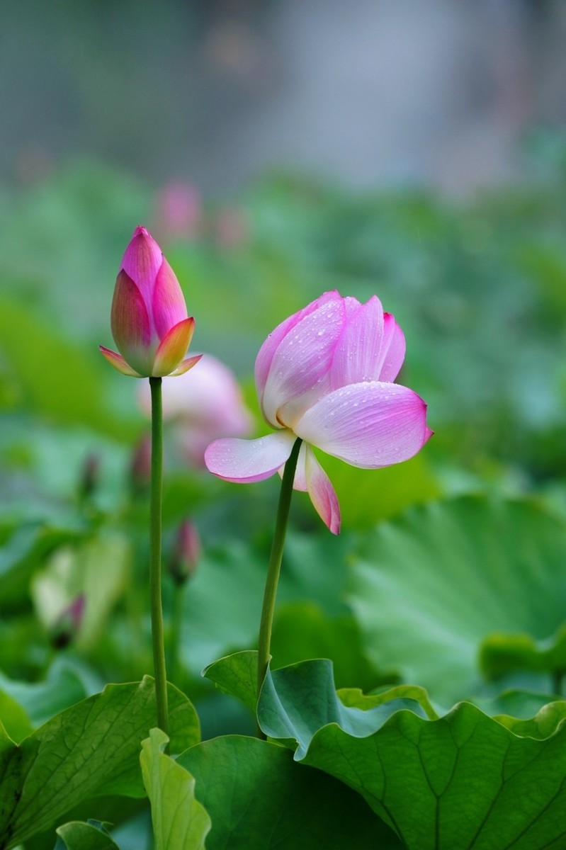 爱莲说笔记和翻译（爱莲说全文赏析及注释）