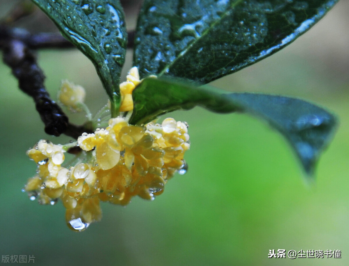 形容心灰意冷的诗句（伤心难过心碎的诗句）