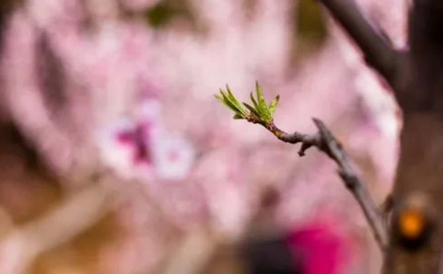 形容花朵绽放的美句（关于绽放的优美句子）