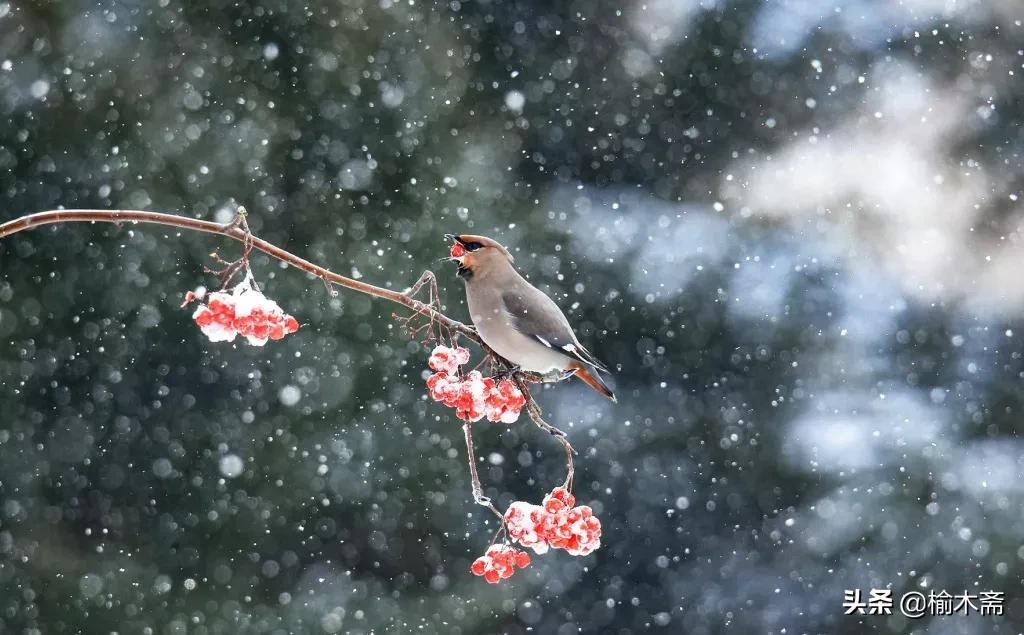 古诗雪罗隐的意思（古诗雪原文及解释）