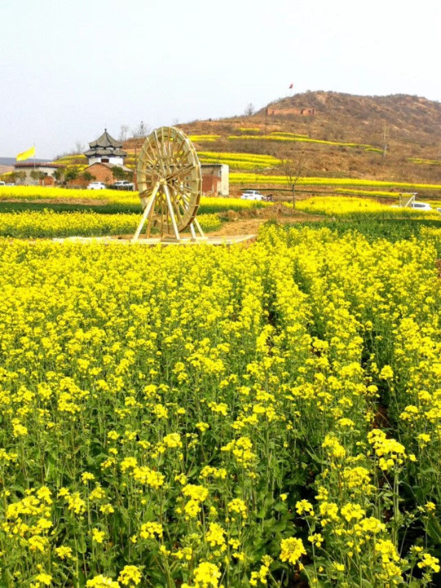 赞美油菜花的现代诗句（油菜花古诗词经典语句）