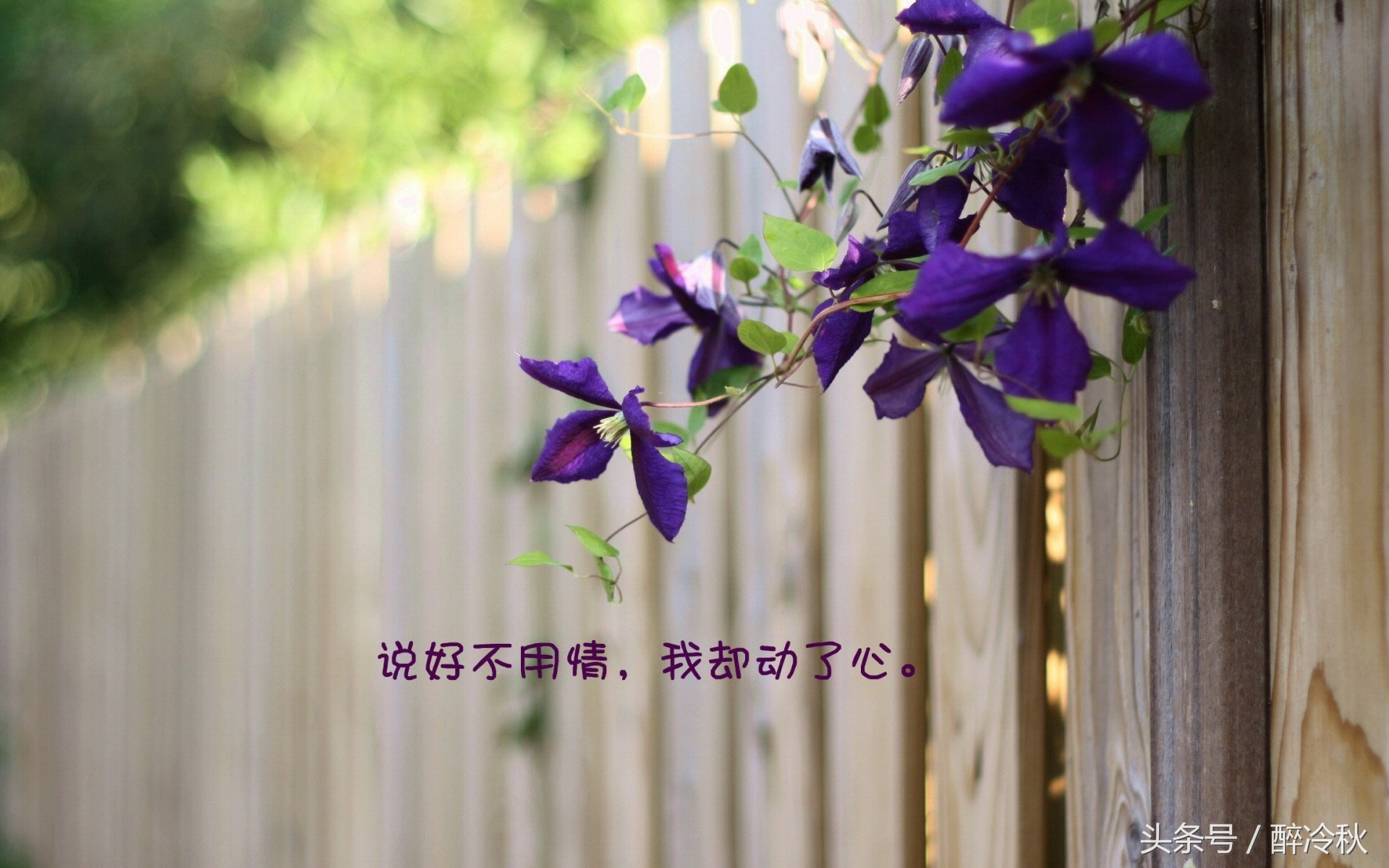 徐志摩你若安好便是晴天全诗（最美爱情事欣赏）