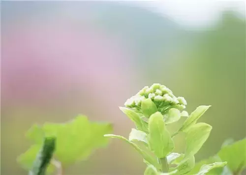 历届萌芽经典文章（关于萌芽全文描写）