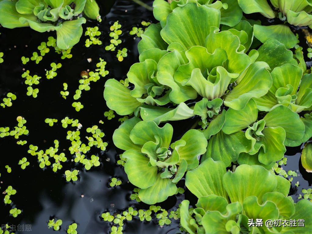 谷雨节气古诗大全（关于二十四节气谷雨的诗句 ）