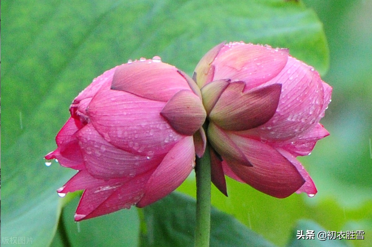 并蒂莲诗词赏析（赞美并蒂莲的说说）