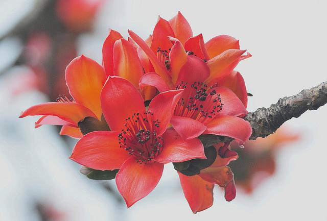 最经典的写木棉花的诗（赞美红棉的诗句大全）