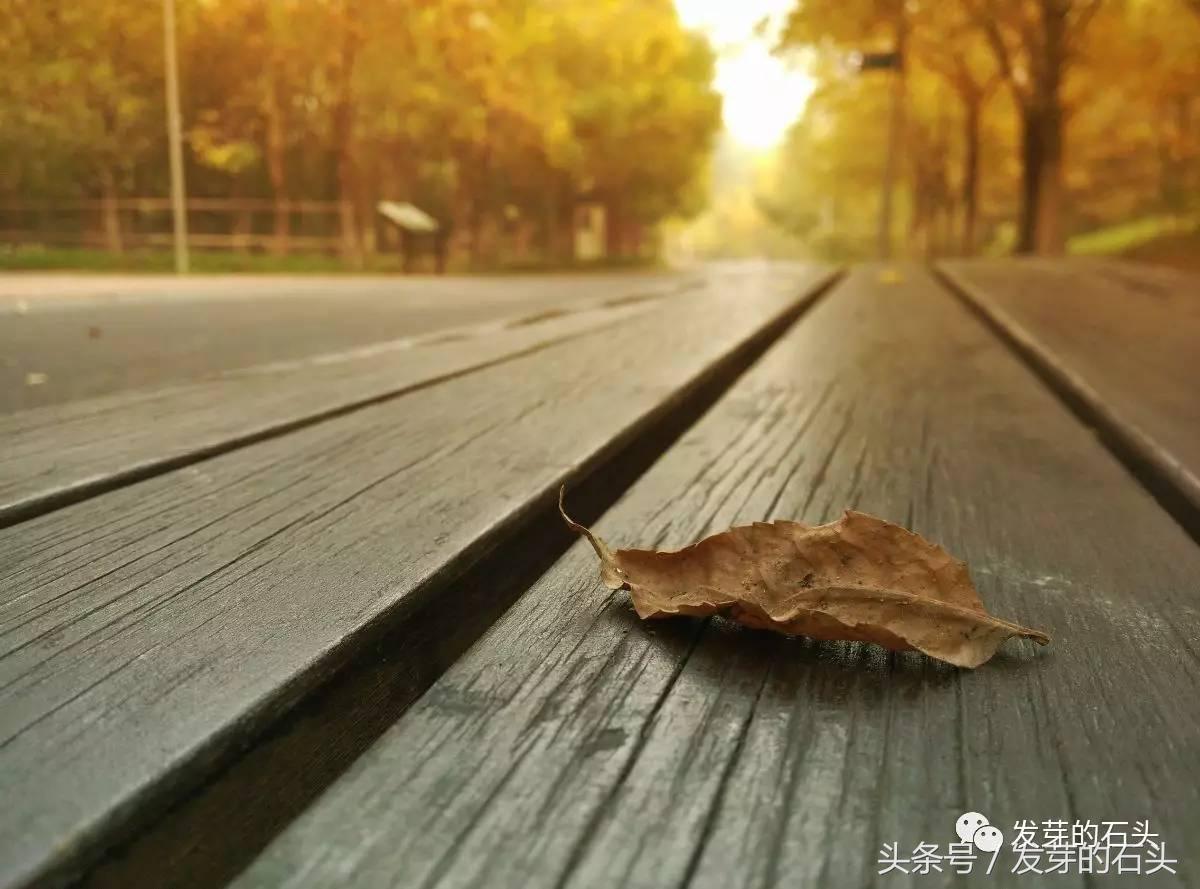 金黄的落叶像什么一样（教你做比喻句）