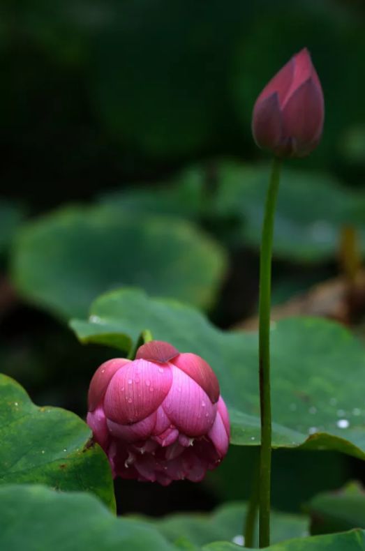 描写莲花的诗句古诗（形容莲花的高雅的诗句）