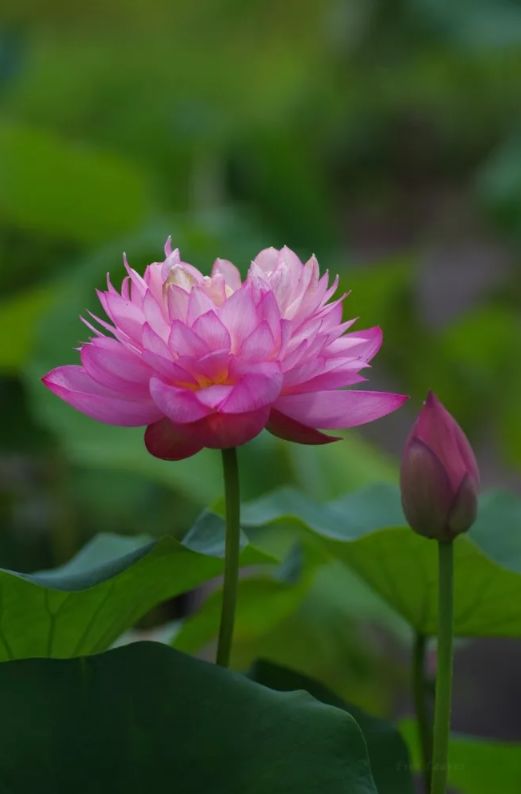 描写莲花的诗句古诗（形容莲花的高雅的诗句）
