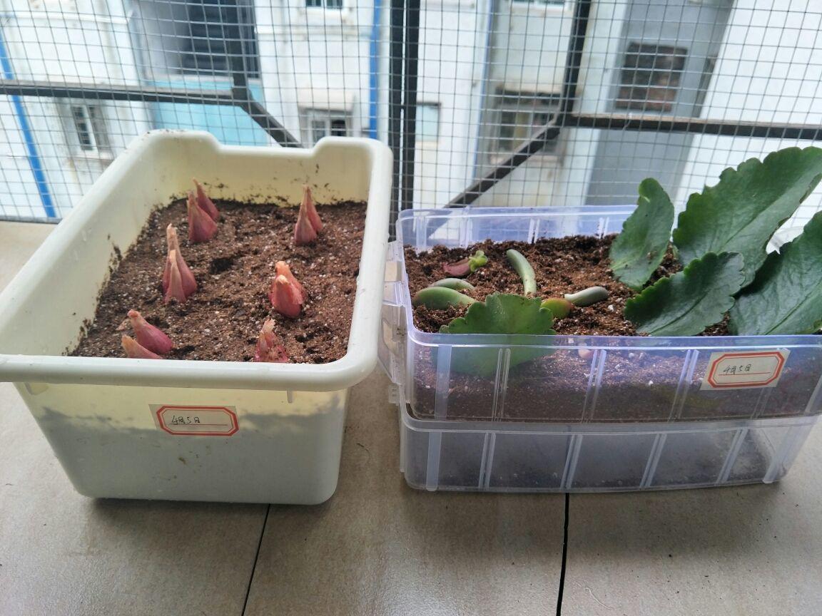 纯天然绿色蔬菜句子（适合朋友圈晒菜的说说）