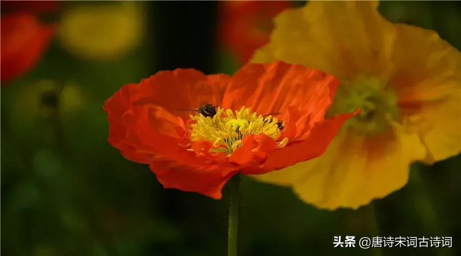 虞美人古诗原文及翻译（虞美人原文翻译及赏析）