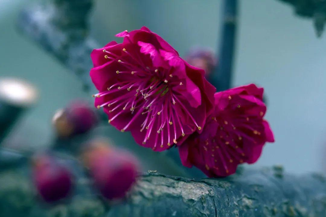 关于梅花古诗词（梅花古诗欣赏）