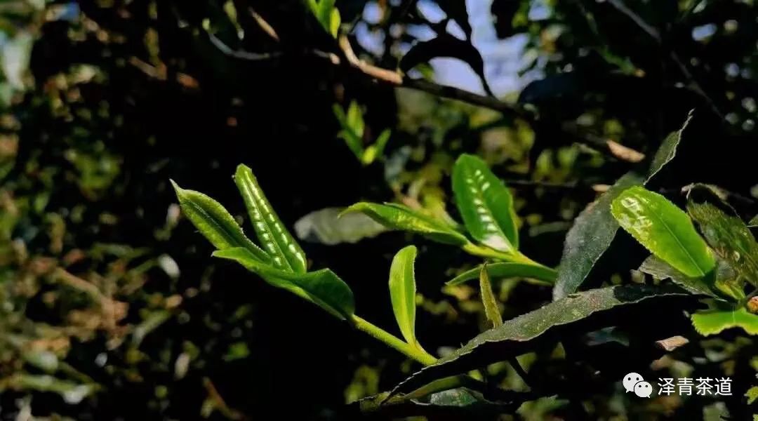 春茶的诗句唯美（三月春茶美好句子）