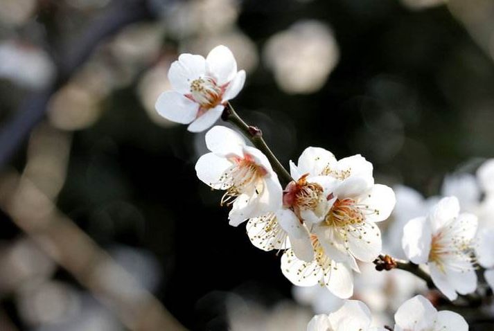 梅花的古诗有哪些（10首关于梅花的古诗词）