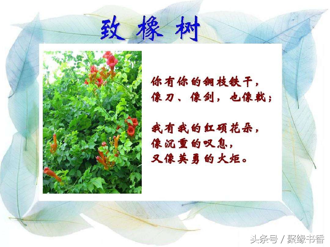 致橡树全诗写了哪几个意象（致橡树的意象和含义）