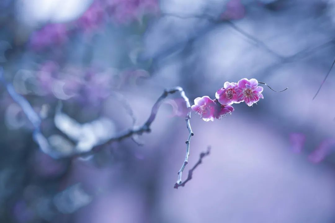 梅花的诗句经典名句（赞美梅花的简短优美句子）