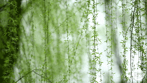 描写春天的优美古文（107条赞美春景的唯美诗句）
