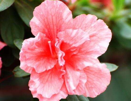 杜鹃花的寓意和象征（室内十大吉祥花）