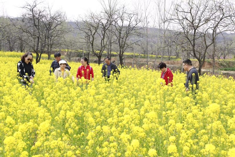 赞美油菜花的现代诗句（油菜花古诗词经典语句）