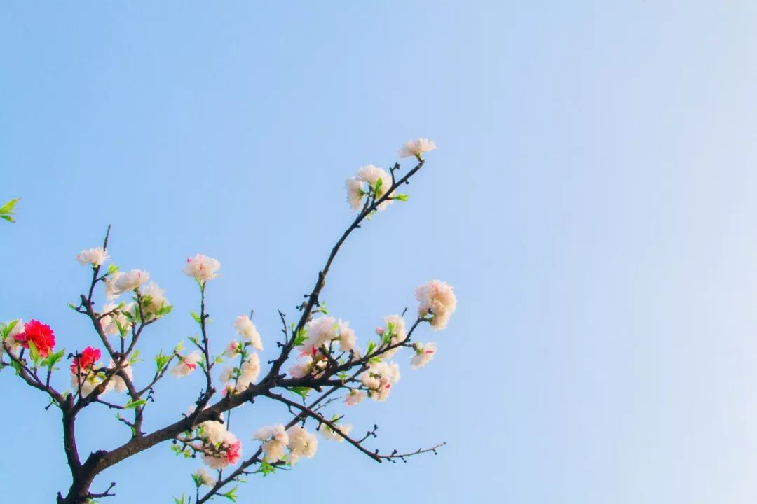 春节诗句经典古诗（描写春节的古诗词名句）